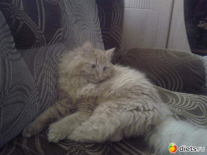 7 фото: котэ