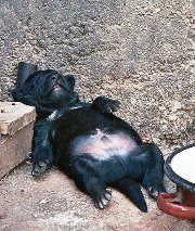 смешки для улыбки