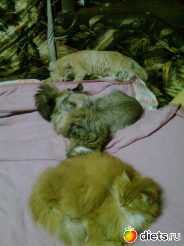 Четверка, альбом: Мои дети хвостатые и полосатые.