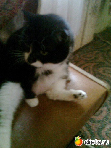 Ксюша, альбом: Мои дети хвостатые и полосатые.