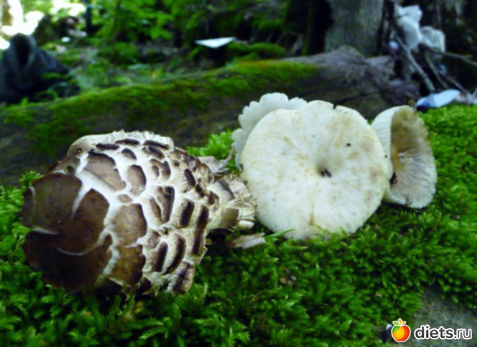 4 ����: ������