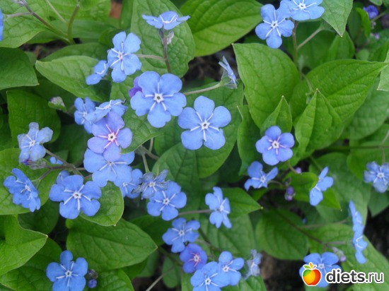 55 ����: �����