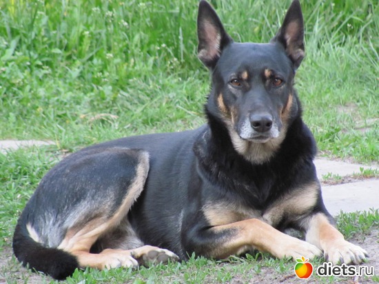 Джой, 2 года., альбом: Кто в доме хозяин