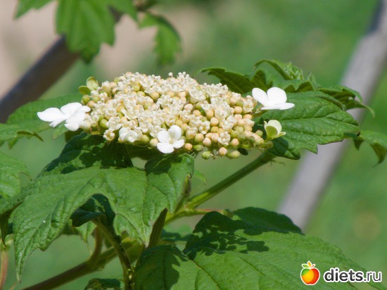 74 ����: �����-����-����� 2013 - 2015