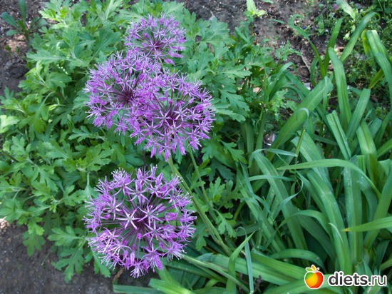 75 ����: �����-����-����� 2013 - 2015