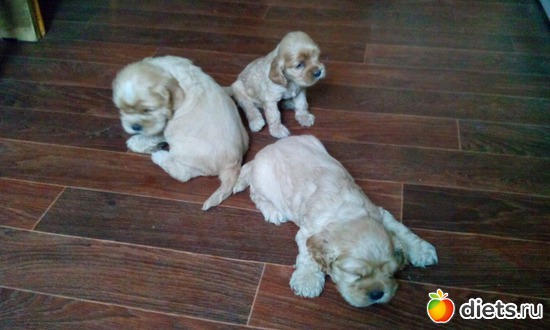 13 фото: Верный способ похудеть!