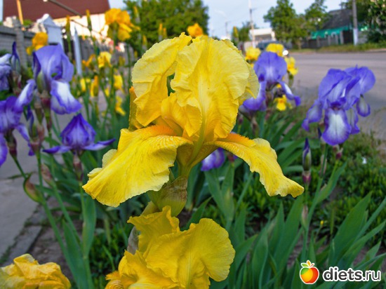 79 ����: �����-����-����� 2013 - 2015