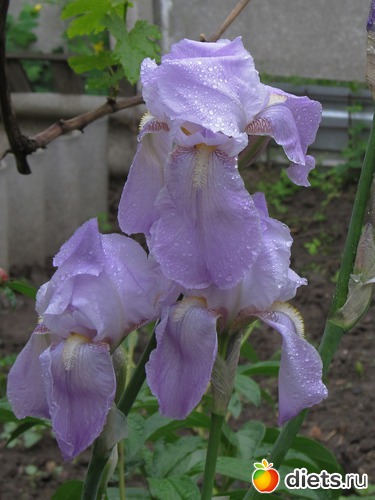 81 ����: �����-����-����� 2013 - 2015