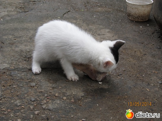 115 фото: кошки