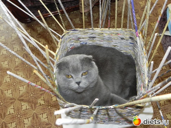 мой размерчик, альбом: няшки