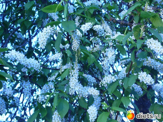 15 ����: �������