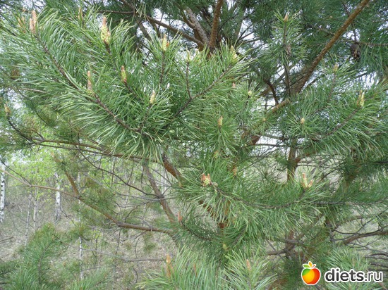 25 ����: �������