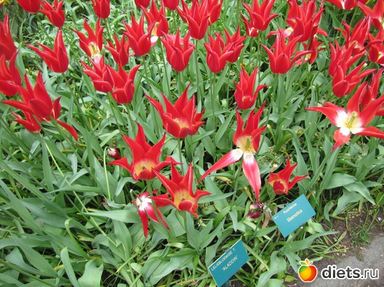 1 фото: Голландия-страна цветов