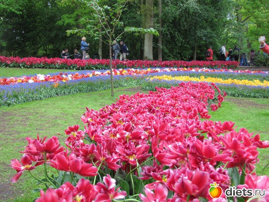 3 фото: Голландия-страна цветов