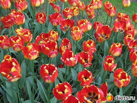 4 фото: Голландия-страна цветов