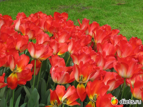 7 фото: Голландия-страна цветов