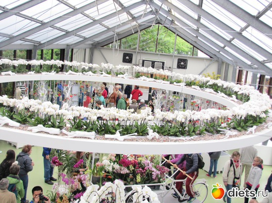 9 фото: Голландия-страна цветов