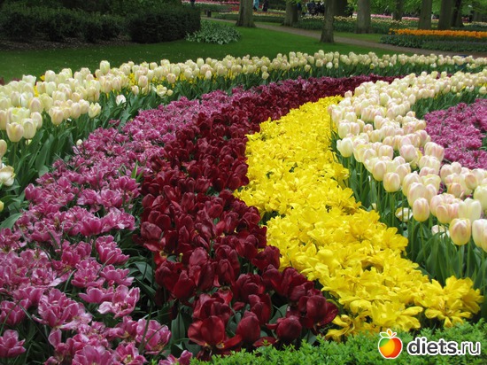 10 фото: Голландия-страна цветов