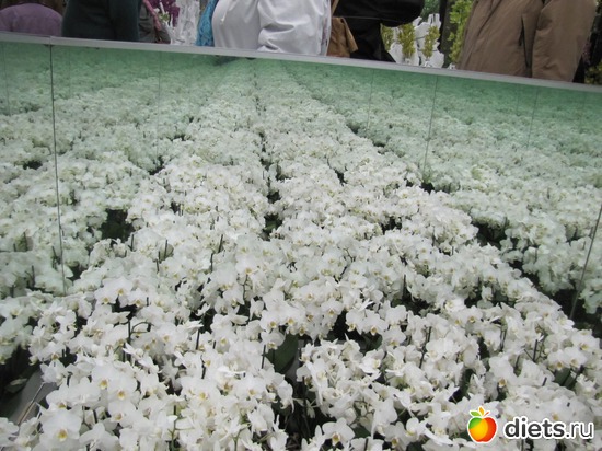 17 фото: Голландия-страна цветов