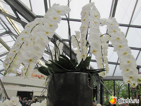 18 фото: Голландия-страна цветов