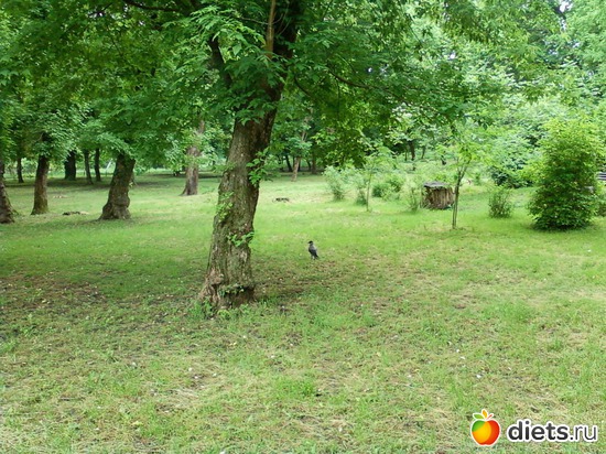 в парке у дома, альбом: природа