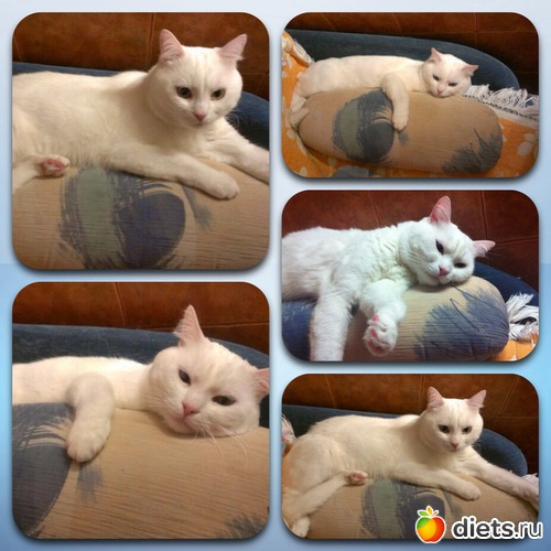 9 фото: Васятко