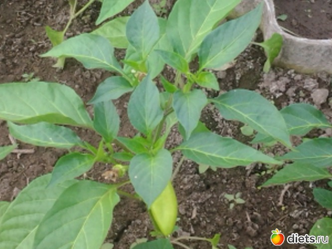 первый перчик!, альбом: дача