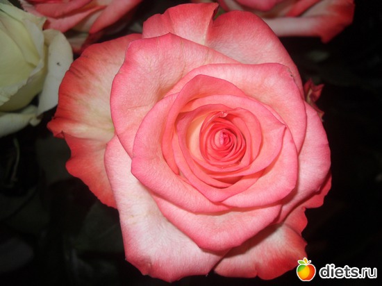4 ����: ����