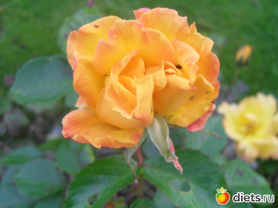 12 ����: ����