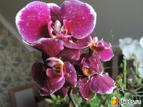 8 ����: �����