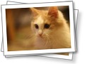 Наши котейки.