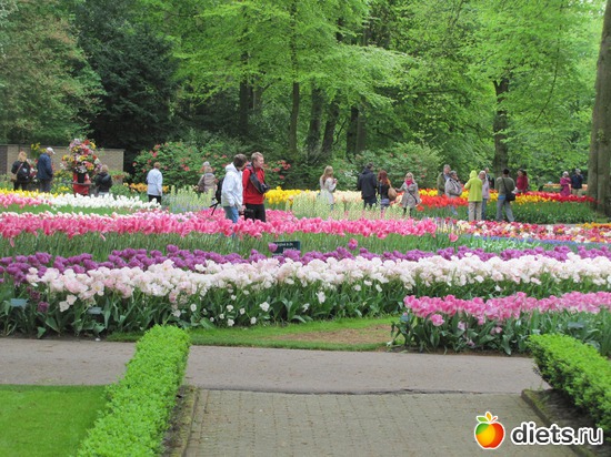 22 фото: Голландия-страна цветов