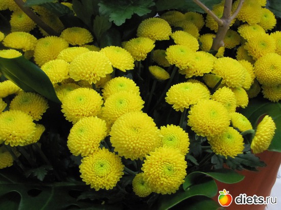 25 фото: Голландия-страна цветов