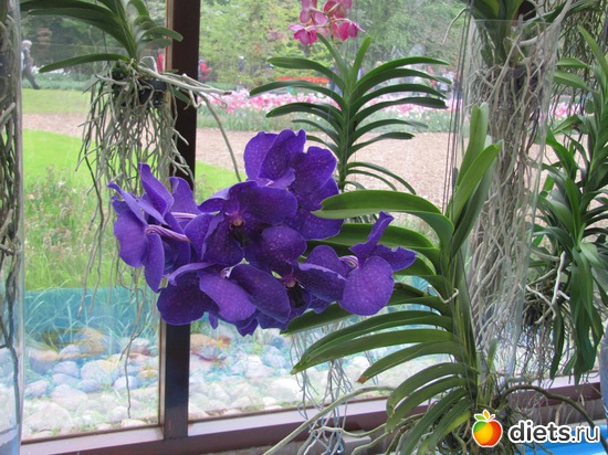 26 фото: Голландия-страна цветов