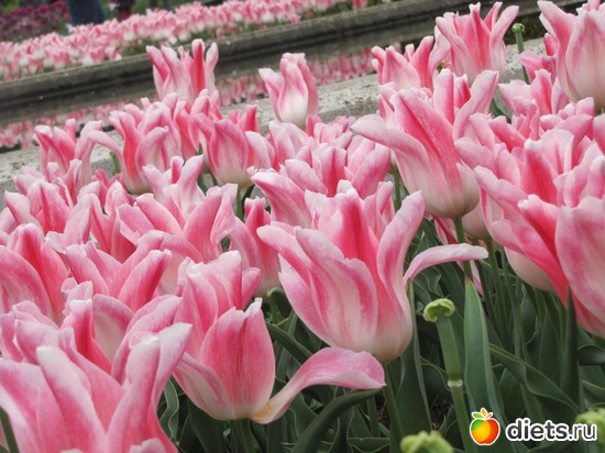 29 фото: Голландия-страна цветов