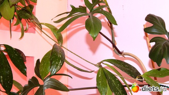 46 фото: Мой зимний сад