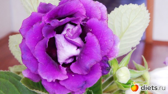 47 фото: Мой зимний сад