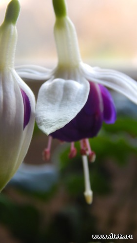 49 фото: Мой зимний сад