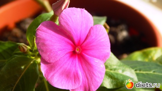 50 фото: Мой зимний сад