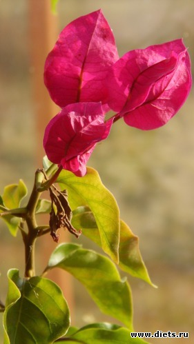 51 фото: Мой зимний сад