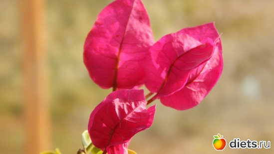 52 фото: Мой зимний сад