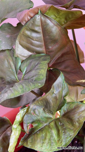 53 фото: Мой зимний сад