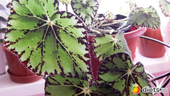 54 фото: Мой зимний сад