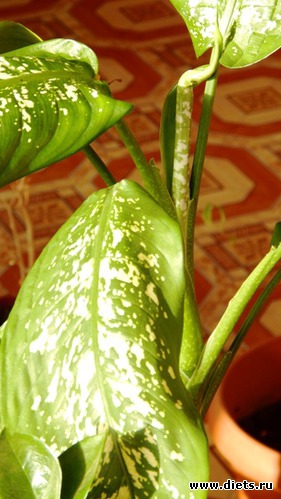 56 фото: Мой зимний сад