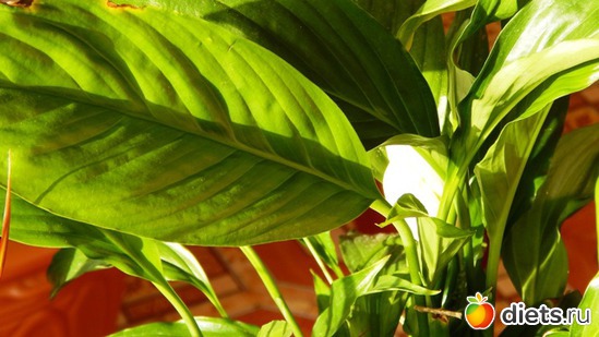 57 фото: Мой зимний сад