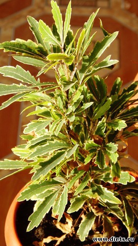 58 фото: Мой зимний сад