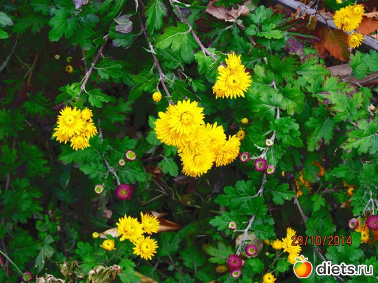 114 ����: �����-����-����� 2013 - 2015