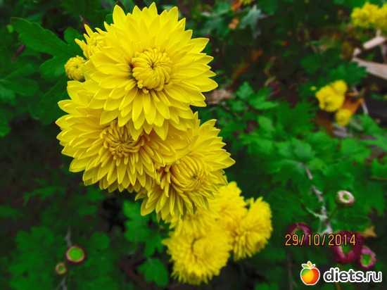 115 ����: �����-����-����� 2013 - 2015