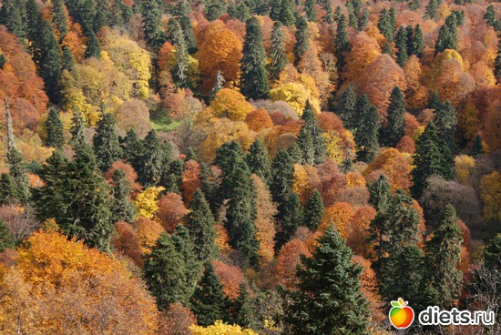 Адыгея. Плато Лагонаки. Не совсем лето))), альбом: Фото