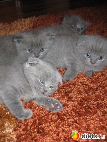 1 фото: Кошка шотландская прямоухая.